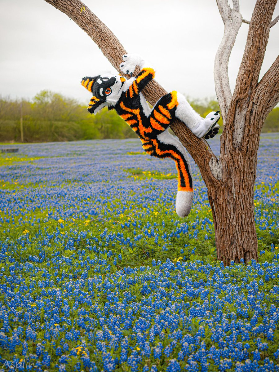ITS SPRING!!! Up a tree cus of bees :>
#furry #fursuit #FursuitFriday 
📷 <a href="/asplinduh/">Asplin</a>