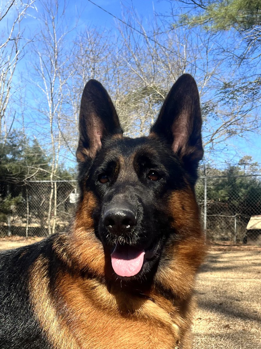 HarrisonK9AE's tweet photo. Happy First Day of Spring! 🌺💐🌹🌷🌻 https://t.co/Up4Nz0bg3d