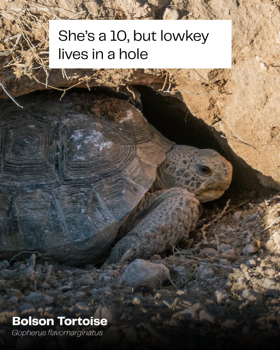 Colossal Biosciences® tweet media