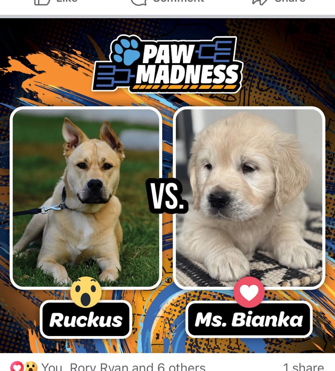 They matched my dog against the dog who it looks like he would definitely eat. Please go vote for Ruckus

facebook.com/share/1ARDEe3Q…
