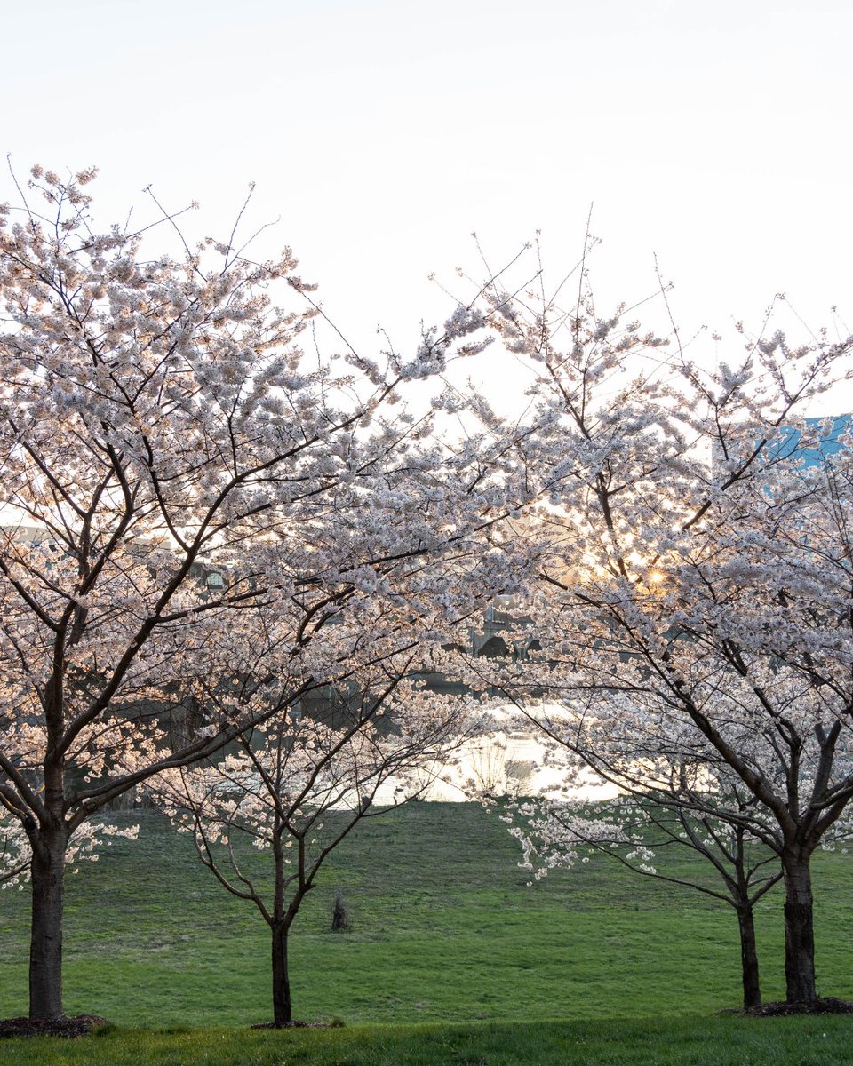 Downtown Indy Alliance tweet media