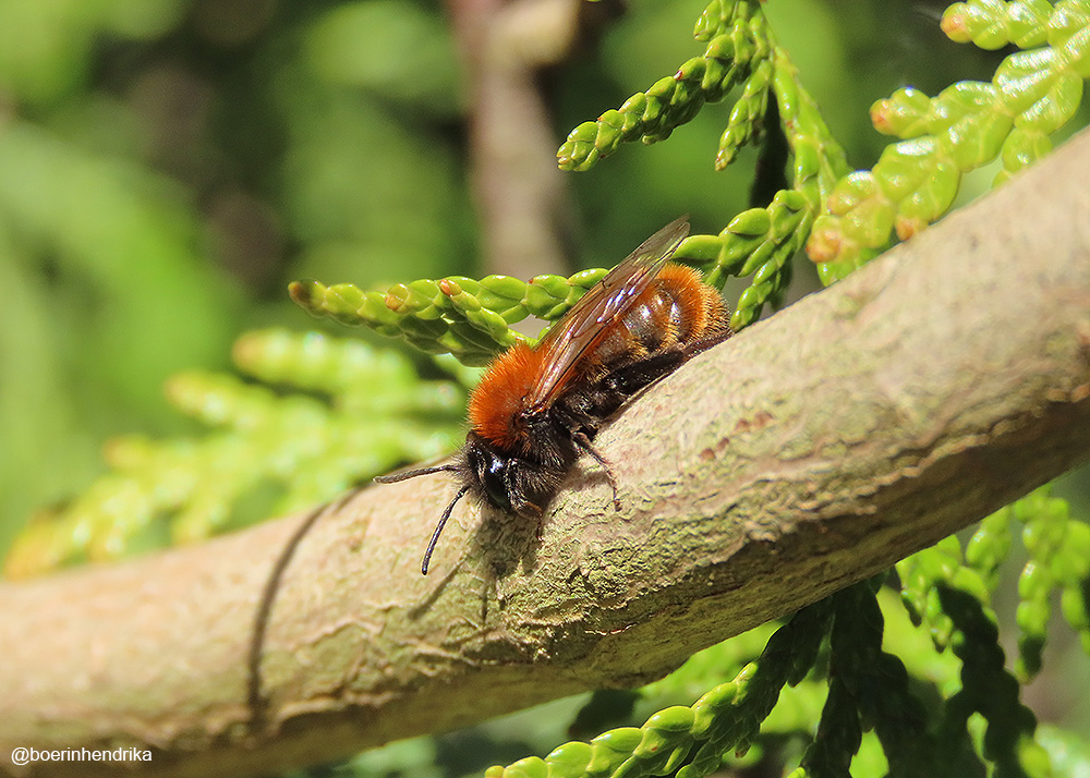 boerinhendrika's tweet image. Een hele herkenbare en mooie soort vind ik het #vosje

#wilde_bijen #insecten #insectenopdeboerderij
#boerennatuur💚
#gangbare_landbouw🍀