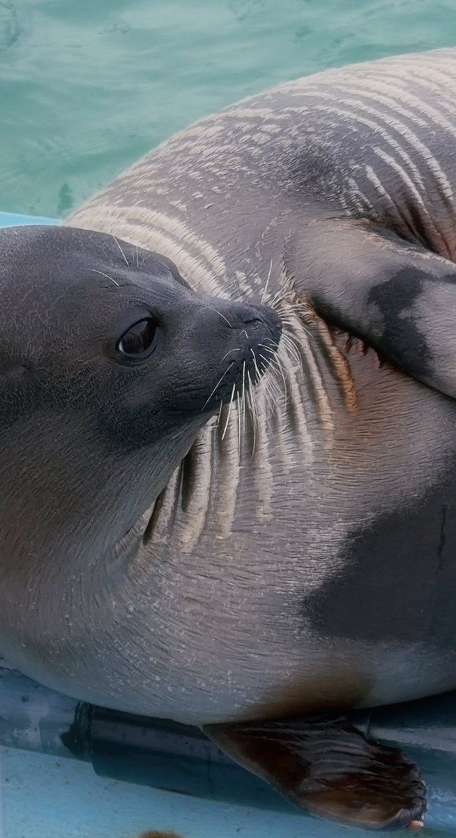 寝る子 tweet media