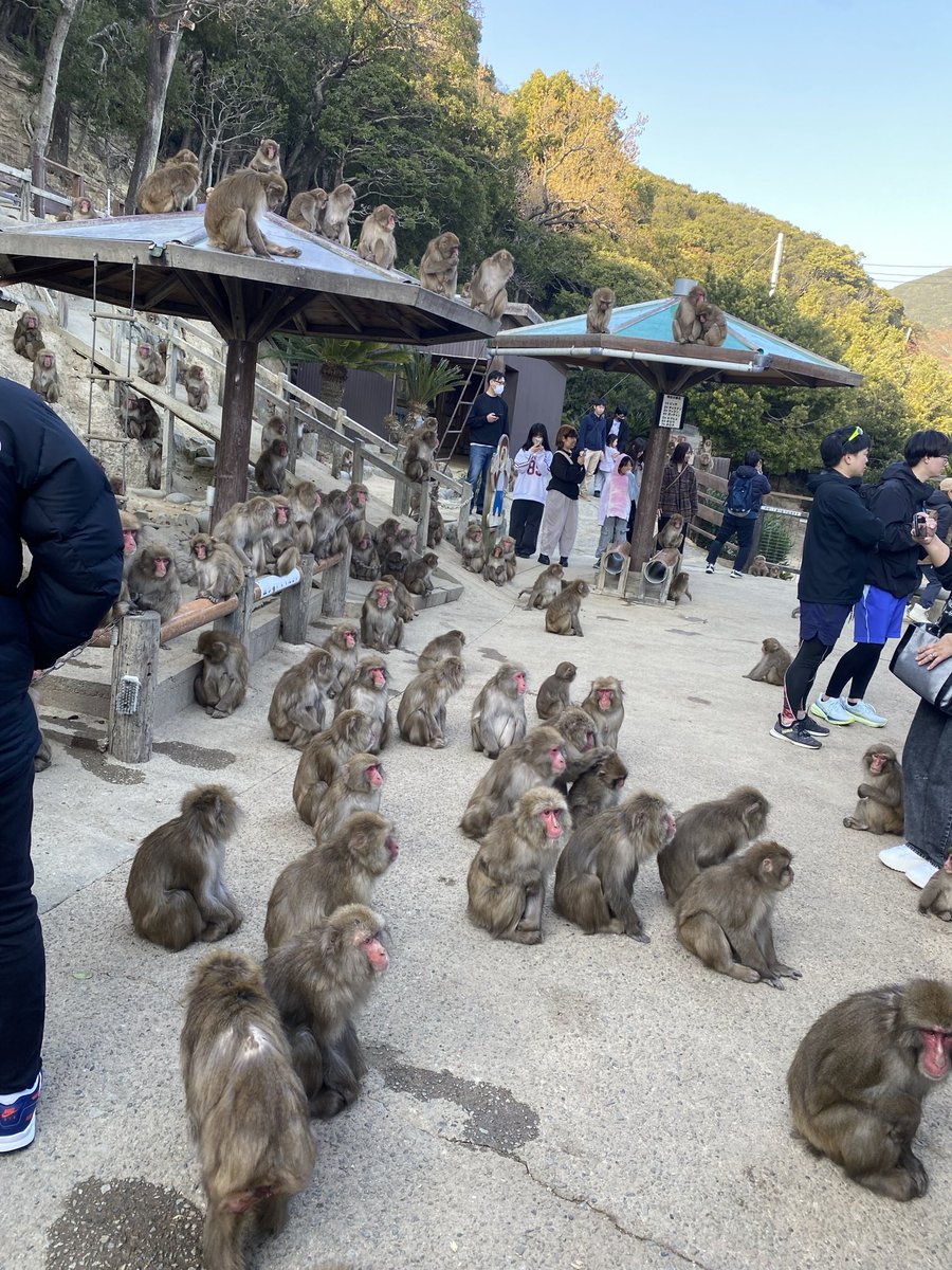 juventus0523's tweet photo. おじさん兼友人家族と淡路島日帰り旅。
ゆる〜い感じで観光。
水平線がすごい美しくて絶景やった。
伊弉諾神宮は趣があって良かった。
いちばんの衝撃は野生のサルを見れるというモンキーセンター。
思ってたのと違いすぎ！サルすぎて笑ってもうた。
淡路ビールいただきます🍻🍺 https://t.co/FYy3muxWzK