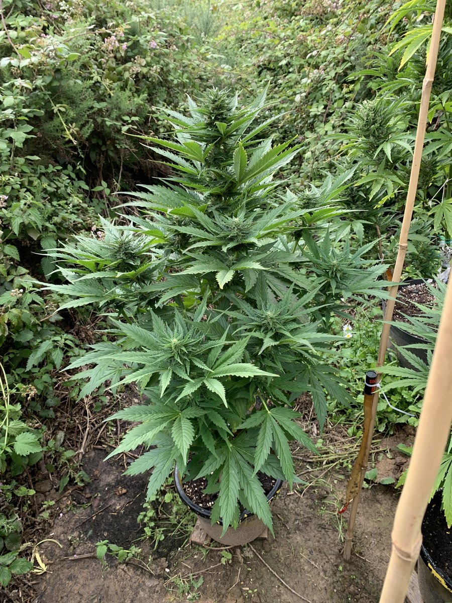 Skunk City Genetics tweet media