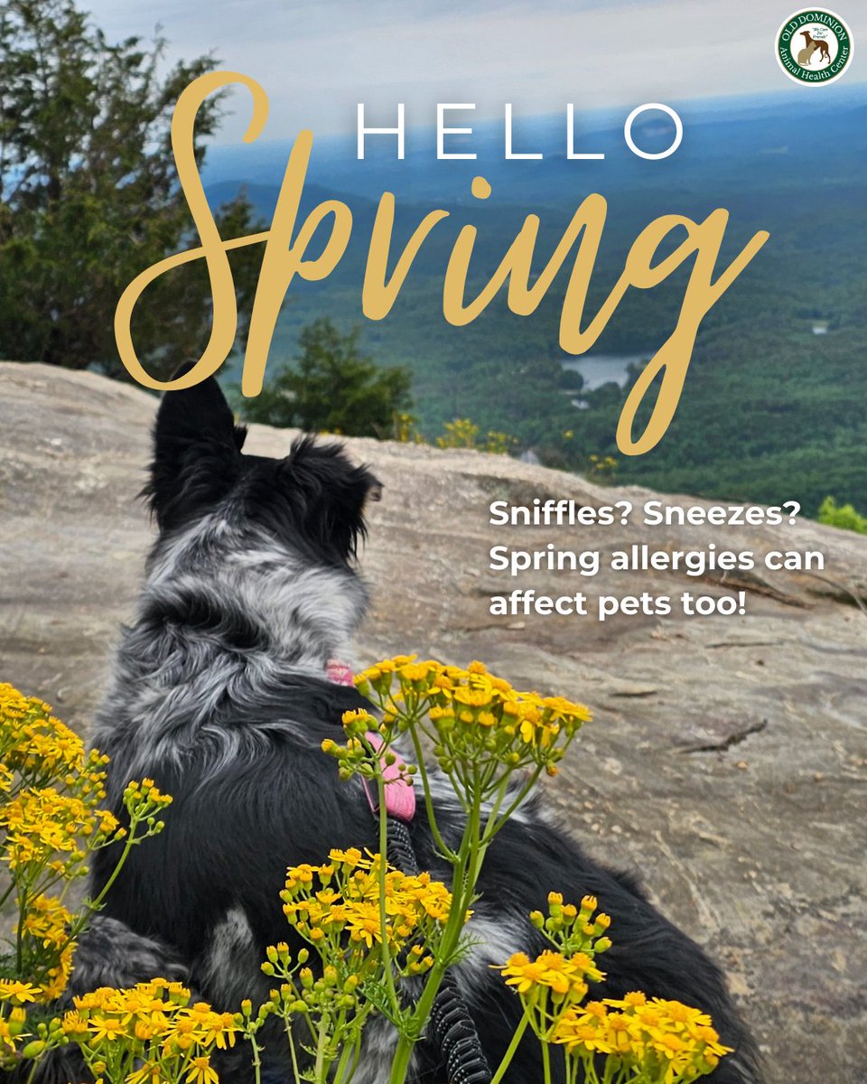 ODAHCenter's tweet image. Spring is here! 🌸 Along with warmer weather and blooming flowers, seasonal allergies can affect pets, too. Sneezing, itchy skin, watery eyes, and paw licking are all signs your furry friend may be struggling. 🐾 If you notice this, contact us! #HealthyPets #PetWellness