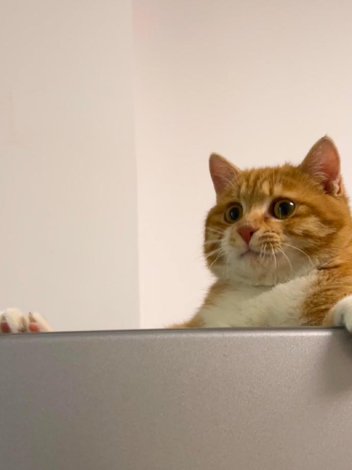 Dee Simmons tweet media