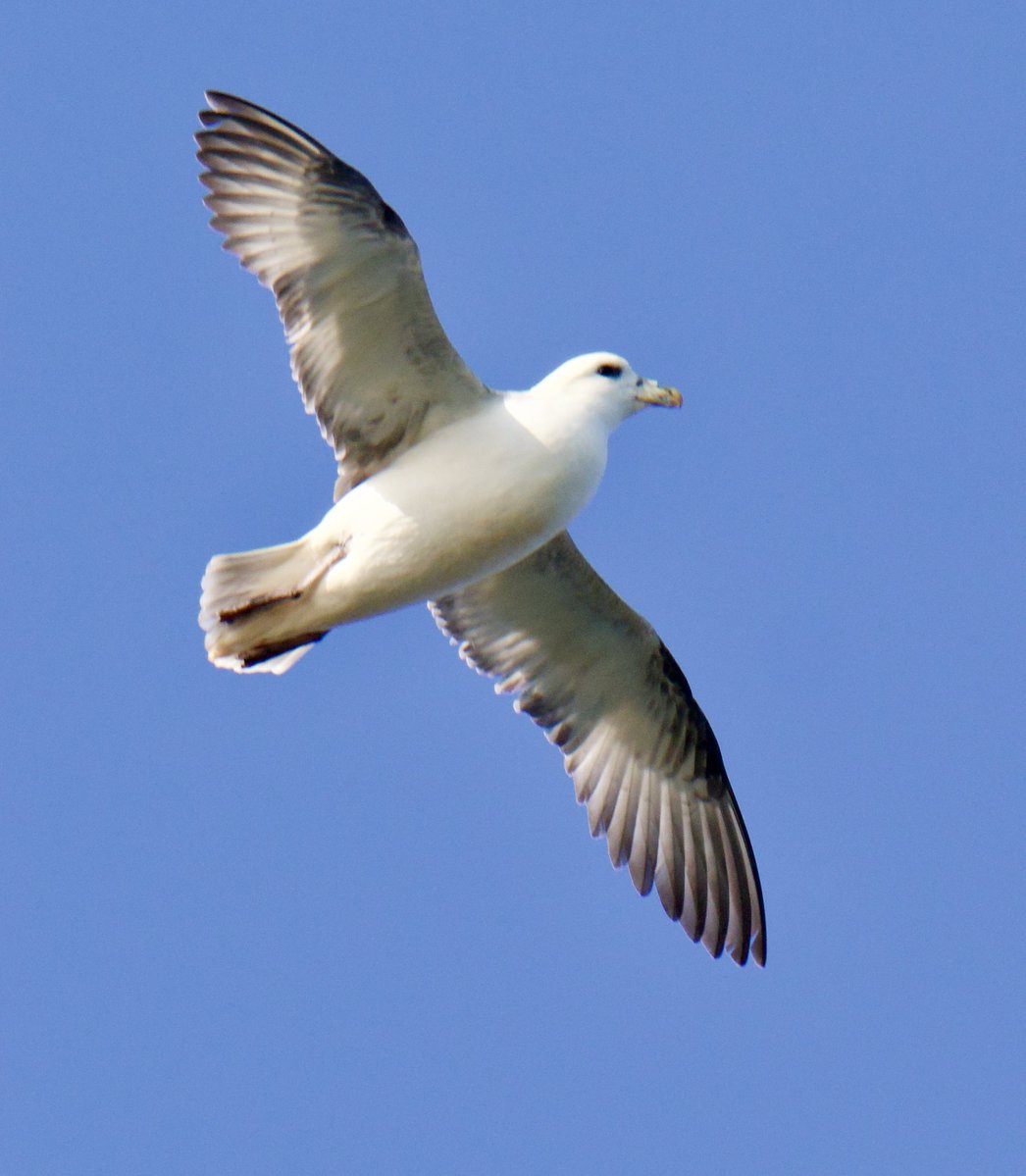 Tim Ridgeway tweet media