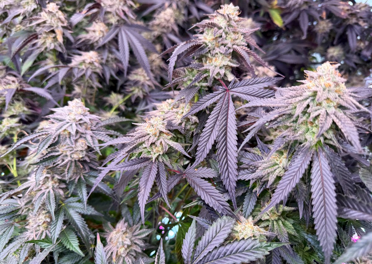 Novelty Gift Seed🌱 tweet media