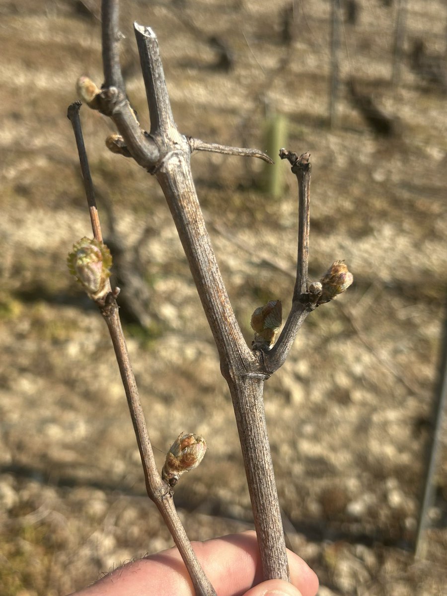 Emmanuel BONNIN tweet media