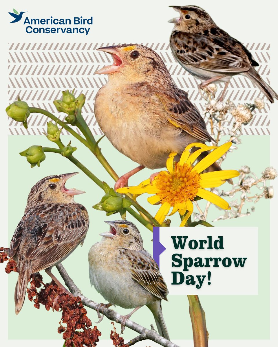 American Bird Conservancy tweet media