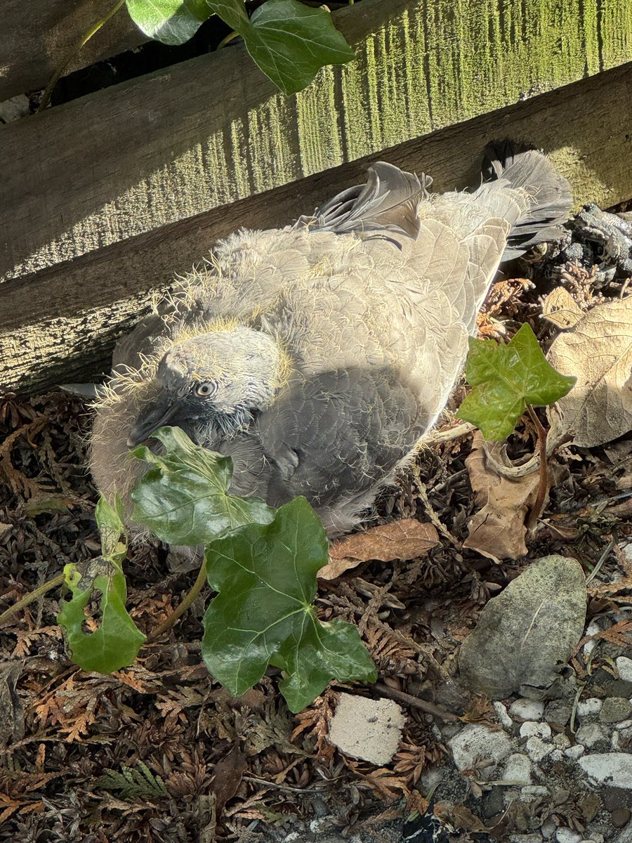 Globeskater tweet media