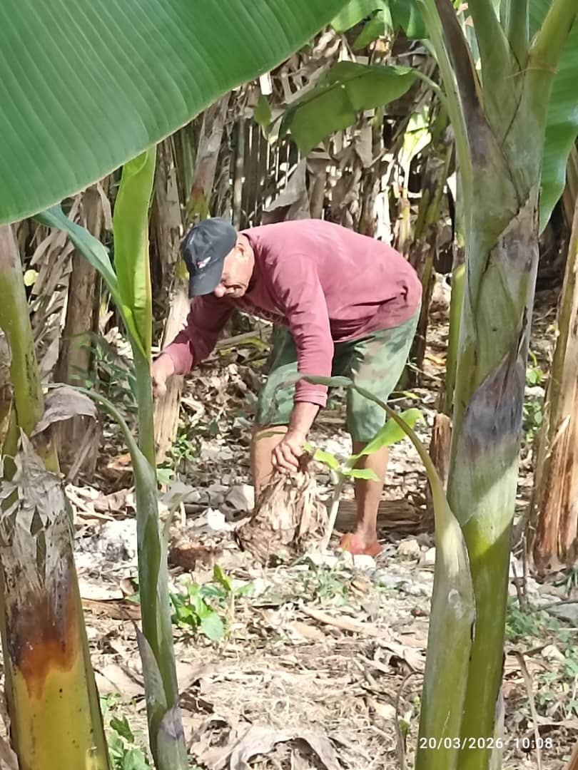 Proceso de cambio de labor en la EE Mártires de Regla, se elabora en los canteros de la escuela, la siembra como parte de la soberania alimentaria del centro.A la Educación en Regla ❤️🇨🇺
<a href="/DirectEducaHab/">Karenia Marrero Arrechea</a> 
<a href="/YolivanC41557/">Yoliván Prevost Candó</a> 
<a href="/SaerySerrano/">Saery Serrano</a> 
<a href="/IzquierdoAlons1/">Livan Izquierdo Alonso</a> 
<a href="/YanetHzP25/">Yanet Hernández</a>