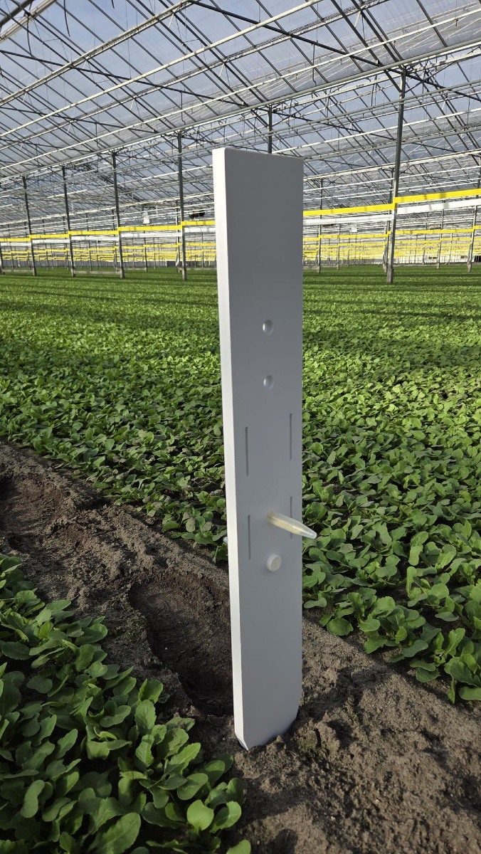 teamagronl's tweet photo. Eerst kijken, en pas ingrijpen (spuiten) als het echt nodig is.
#metenisweten #radijs
"Scouten koolvlieg past precies in het plaatje van weerbaar telen waar we in radijs volop mee bezig zijn"
ℹ️ https://t.co/8Rd0Cwz15K https://t.co/aMf2vnEh6s