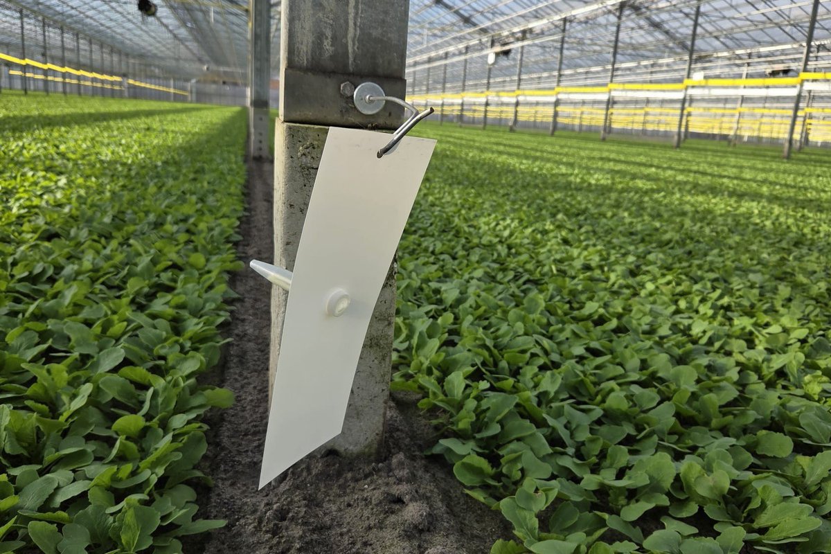 teamagronl's tweet photo. Eerst kijken, en pas ingrijpen (spuiten) als het echt nodig is.
#metenisweten #radijs
"Scouten koolvlieg past precies in het plaatje van weerbaar telen waar we in radijs volop mee bezig zijn"
ℹ️ https://t.co/8Rd0Cwz15K https://t.co/aMf2vnEh6s