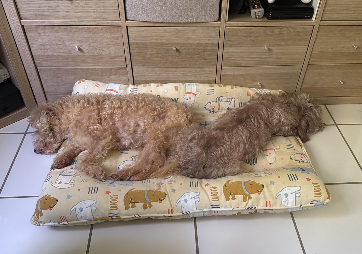 Dos bolitas de pelos en esta casa 🥰