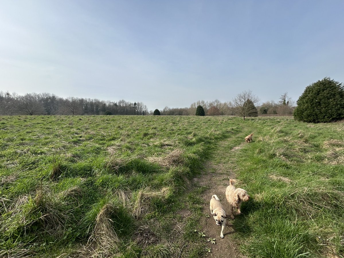 Chris Shepherd tweet media