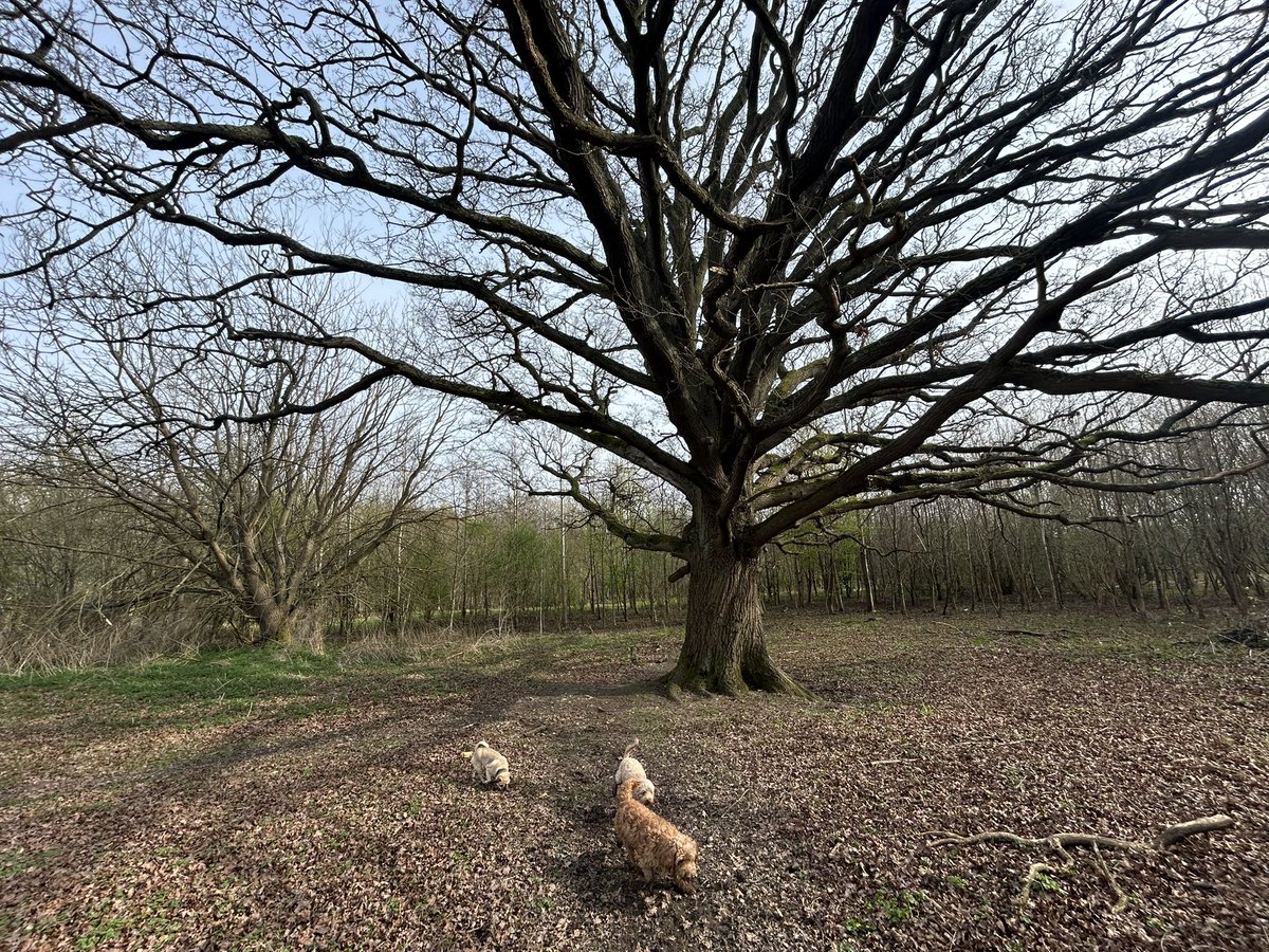 Chris Shepherd tweet media