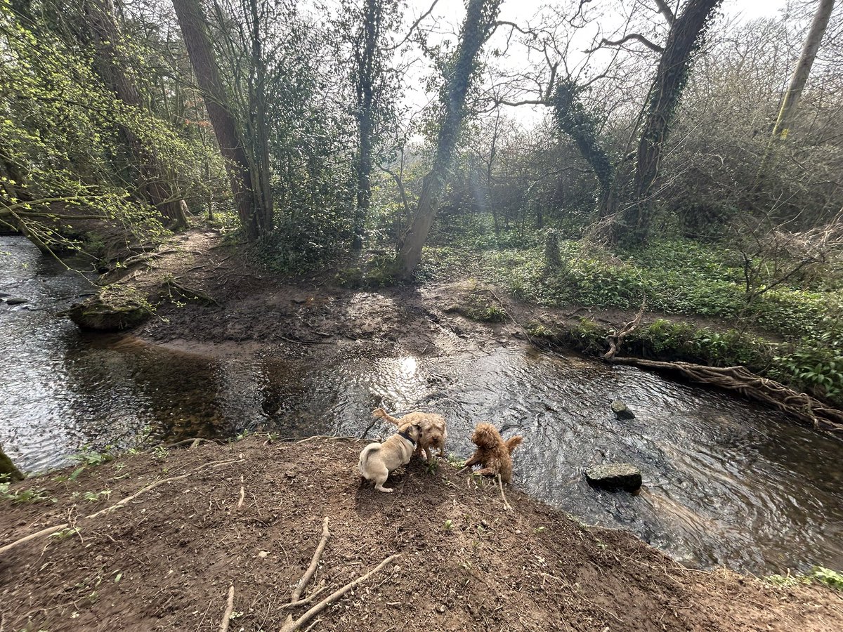 Chris Shepherd tweet media