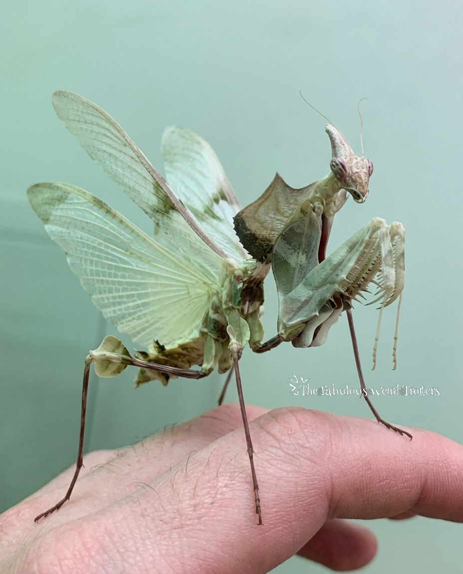 𝐓𝐡𝐞 𝐅𝐚𝐛𝐮𝐥𝐨𝐮𝐬 𝐖𝐞𝐢𝐫𝐝 𝐓𝐫𝐨𝐭𝐭𝐞𝐫s tweet media