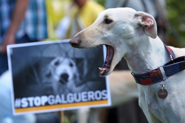 lydie64328's tweet photo. Stop à la maltraitance des galgos 🐕💔 https://t.co/gcv7G5NLb1