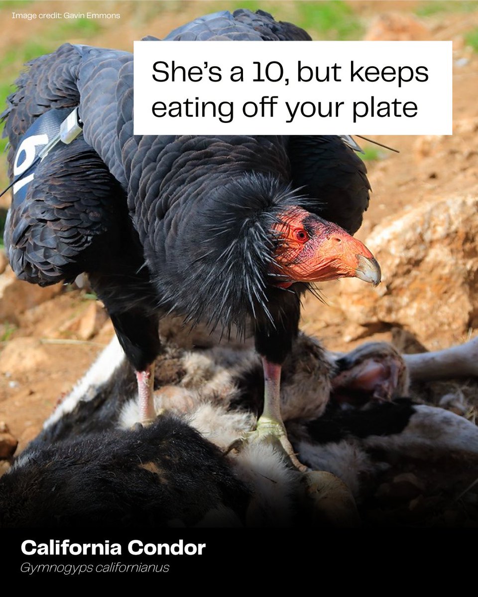 Colossal Biosciences® tweet media