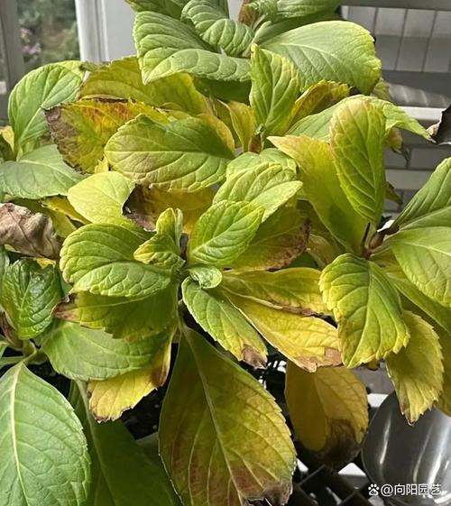 Deva63822130's tweet photo. "Faded leaves Yellow tips Here’s a quick fix: Let your plant’s soil dry out between waterings!  Overwatering is the #1 mistake—roots need air too. 30-second check: Stick a finger 2 inches deep. Dry = water; moist = wait. Your green friend will thank you! " https://t.co/QK3QtafrDf