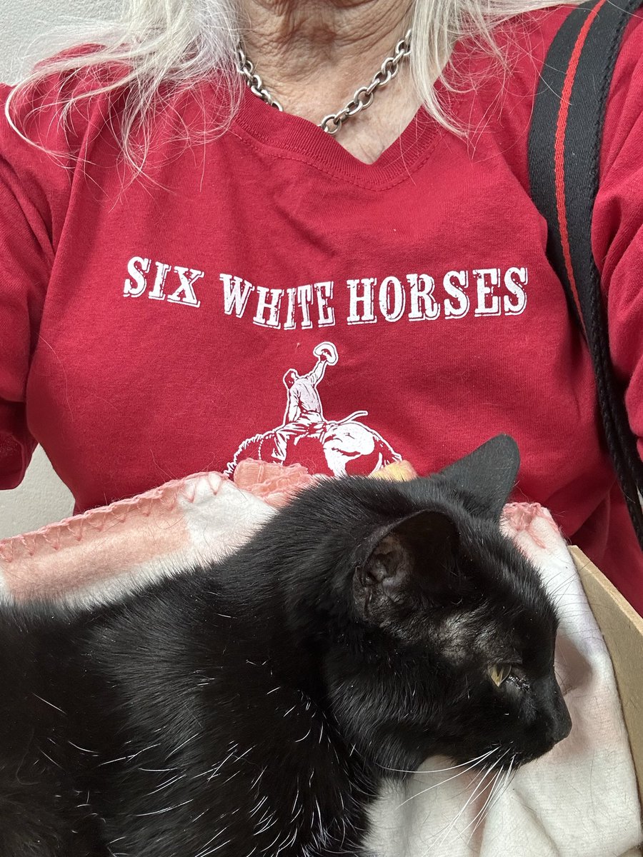 janmeares's tweet photo. Please pray for my Taura. I have had her 23 years - since 2003.
She is not eating but she is so very sweet! ❤️🩹 She’s purring.
#blackcat #cutecat #luckycat #TexasCat https://t.co/AQgRNaEdJ5