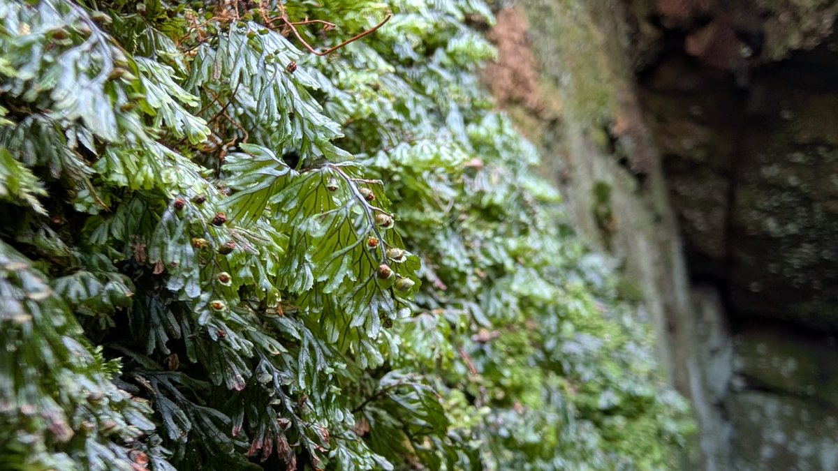 James Common tweet media