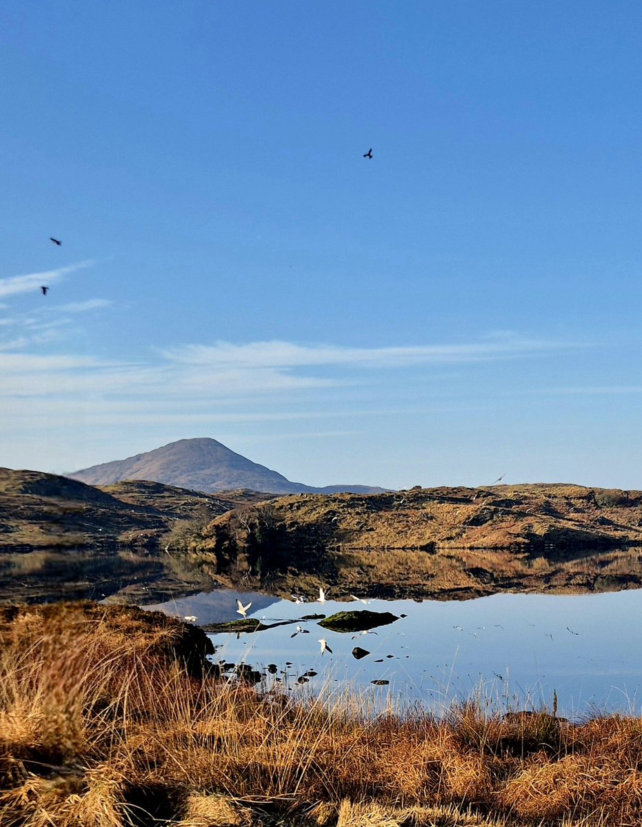 Aoife Dowd Artist tweet media