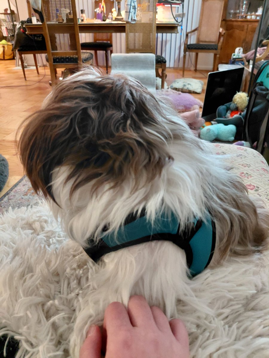 Starlight Mints (unofficial) tweet media