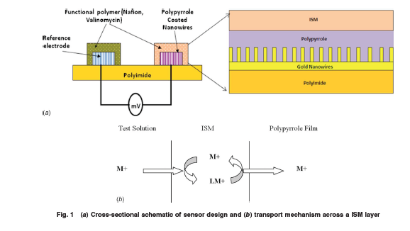 ASMEJournals's tweet image. Potassium ion sensing with #nanowire #electrodes on a flexible substrate for early detection of myocardial ischemia. asmedigitalcollection.asme.org/nanoengineerin…
#sensors