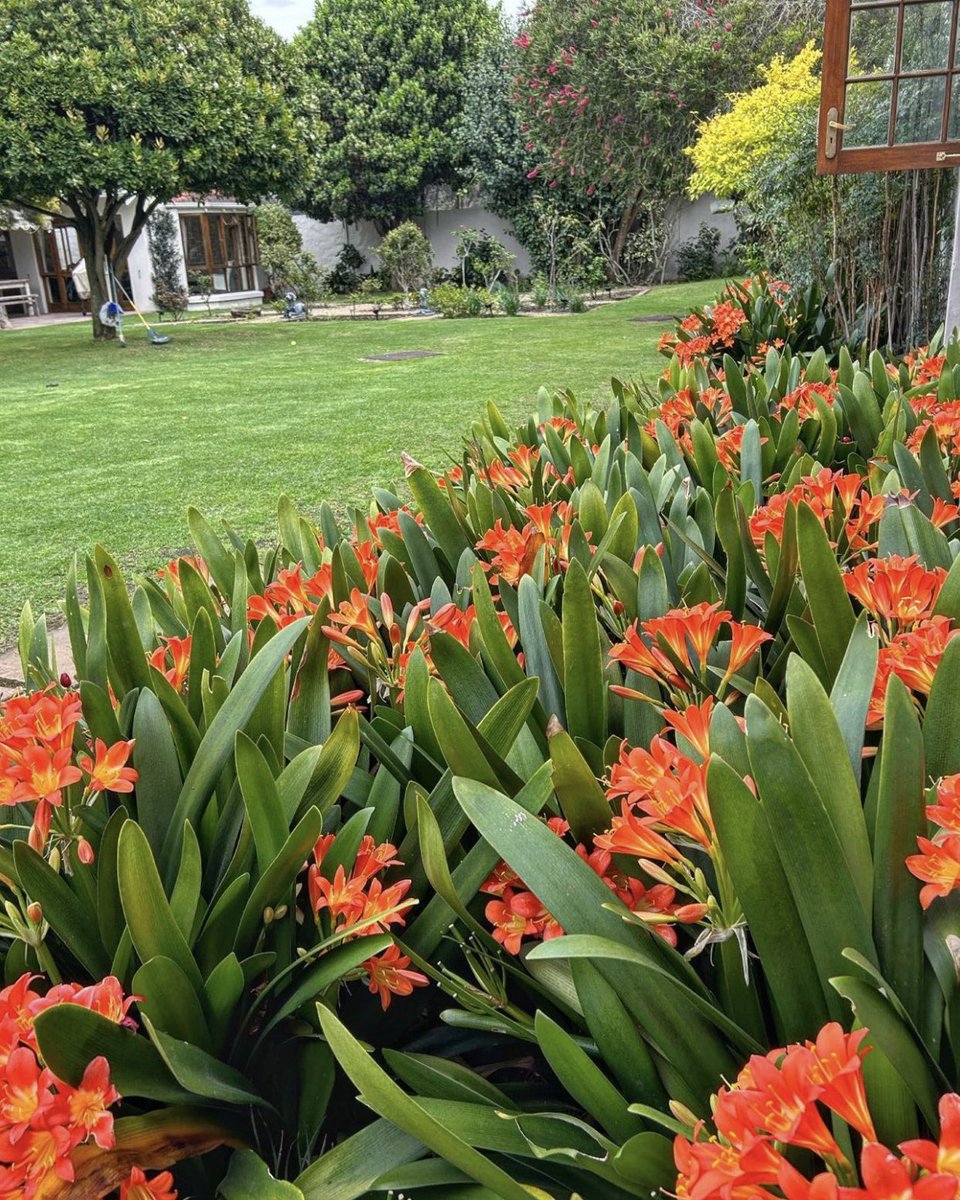 shrubscentre's tweet image. 🌼SALE PROMOTION🌼

Flowering Clivia miniata 'Orange', Bush lily - R75 per 10L bag

📞 011 708 4059 / 069 897 3971
🌐 shop.shrubscentre.co.za

#shrubscentre #clivia #floweringclivia #plantsplantsplants #groundcover #floweringplants #greenery #evergreenplants