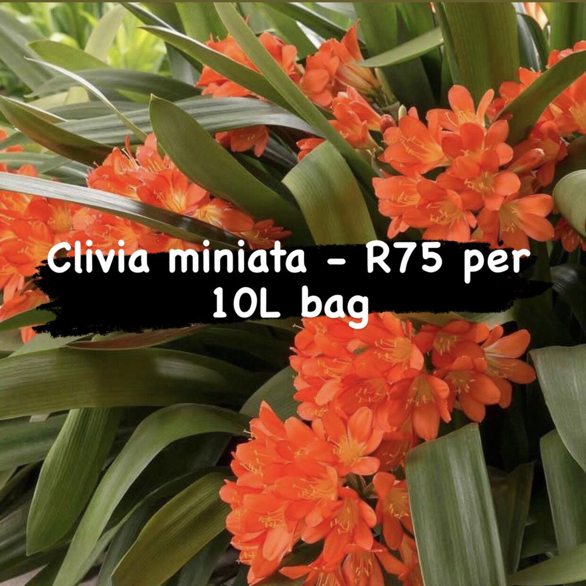 shrubscentre's tweet image. 🌼SALE PROMOTION🌼

Flowering Clivia miniata 'Orange', Bush lily - R75 per 10L bag

📞 011 708 4059 / 069 897 3971
🌐 shop.shrubscentre.co.za

#shrubscentre #clivia #floweringclivia #plantsplantsplants #groundcover #floweringplants #greenery #evergreenplants
