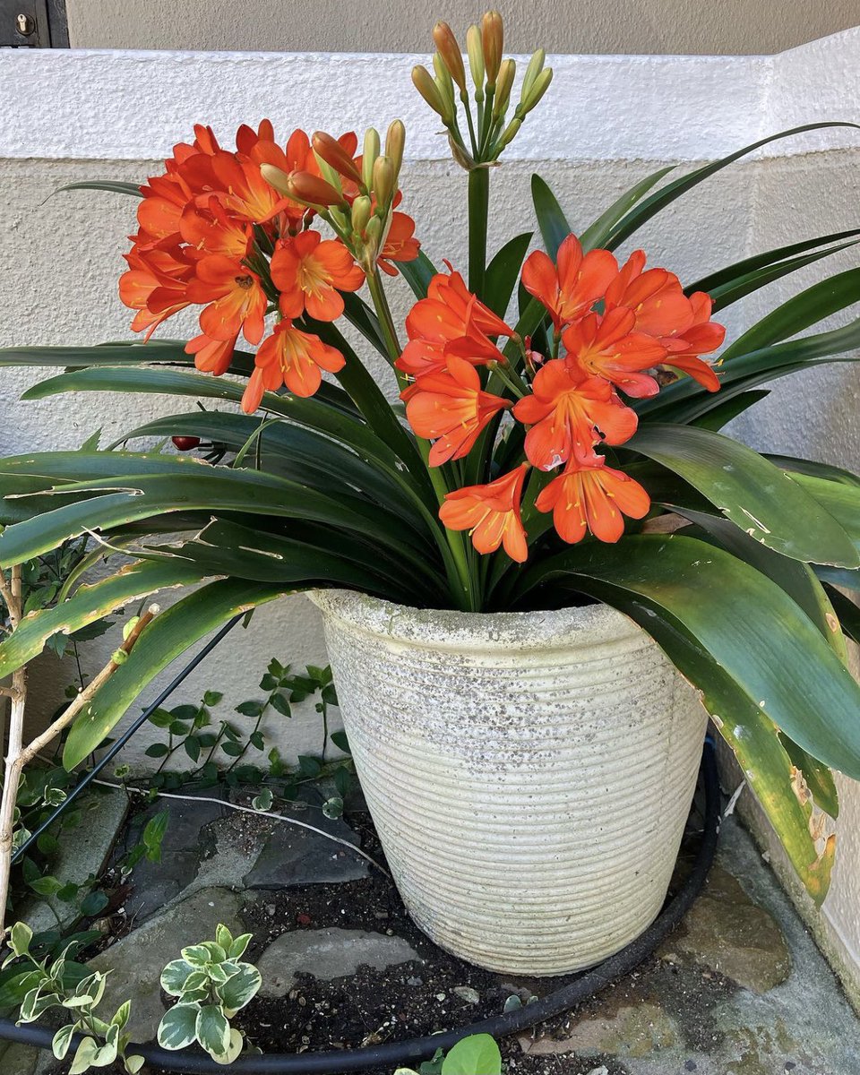 shrubscentre's tweet image. 🌼SALE PROMOTION🌼

Flowering Clivia miniata 'Orange', Bush lily - R75 per 10L bag

📞 011 708 4059 / 069 897 3971
🌐 shop.shrubscentre.co.za

#shrubscentre #clivia #floweringclivia #plantsplantsplants #groundcover #floweringplants #greenery #evergreenplants