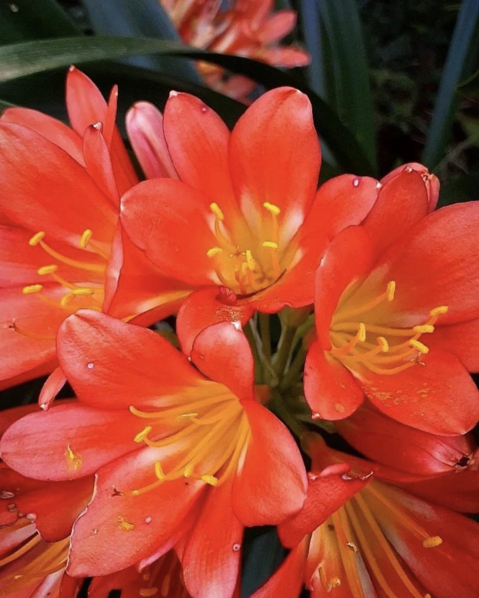 shrubscentre's tweet image. 🌼SALE PROMOTION🌼

Flowering Clivia miniata 'Orange', Bush lily - R75 per 10L bag

📞 011 708 4059 / 069 897 3971
🌐 shop.shrubscentre.co.za

#shrubscentre #clivia #floweringclivia #plantsplantsplants #groundcover #floweringplants #greenery #evergreenplants