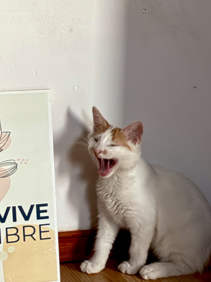 skaro__y's tweet photo. amo a mi gato https://t.co/PF6RGlz57Q