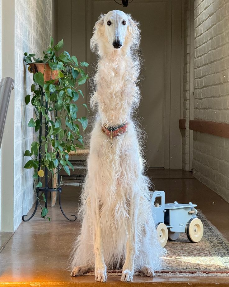 CookieCrown (๑ᵔ⤙ᵔ๑) tweet media