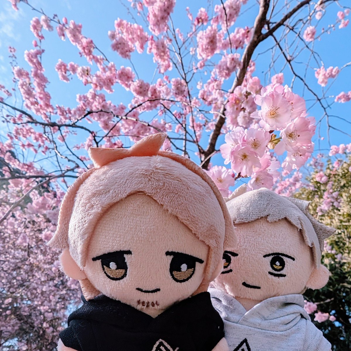 aino | 🍁🌸 tweet media