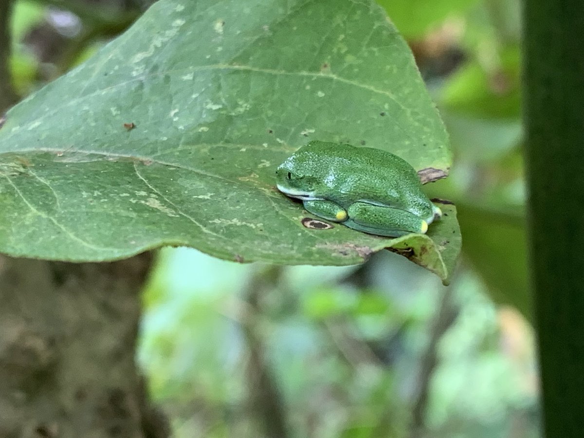 Mapendo MINDJE (Frogman of Rwanda) 🇷🇼 🐸 tweet media