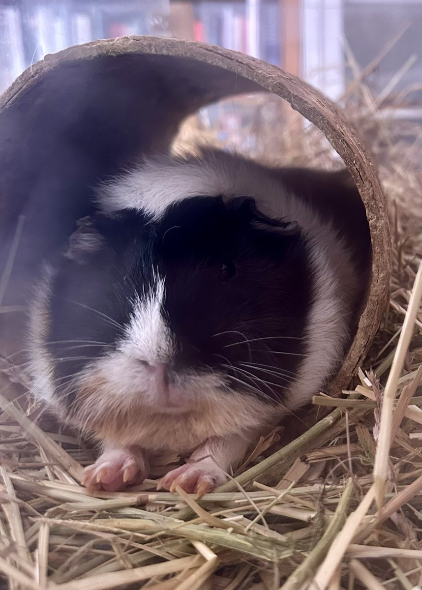 Anna Rebella, the woman, the myth, the legend tweet media