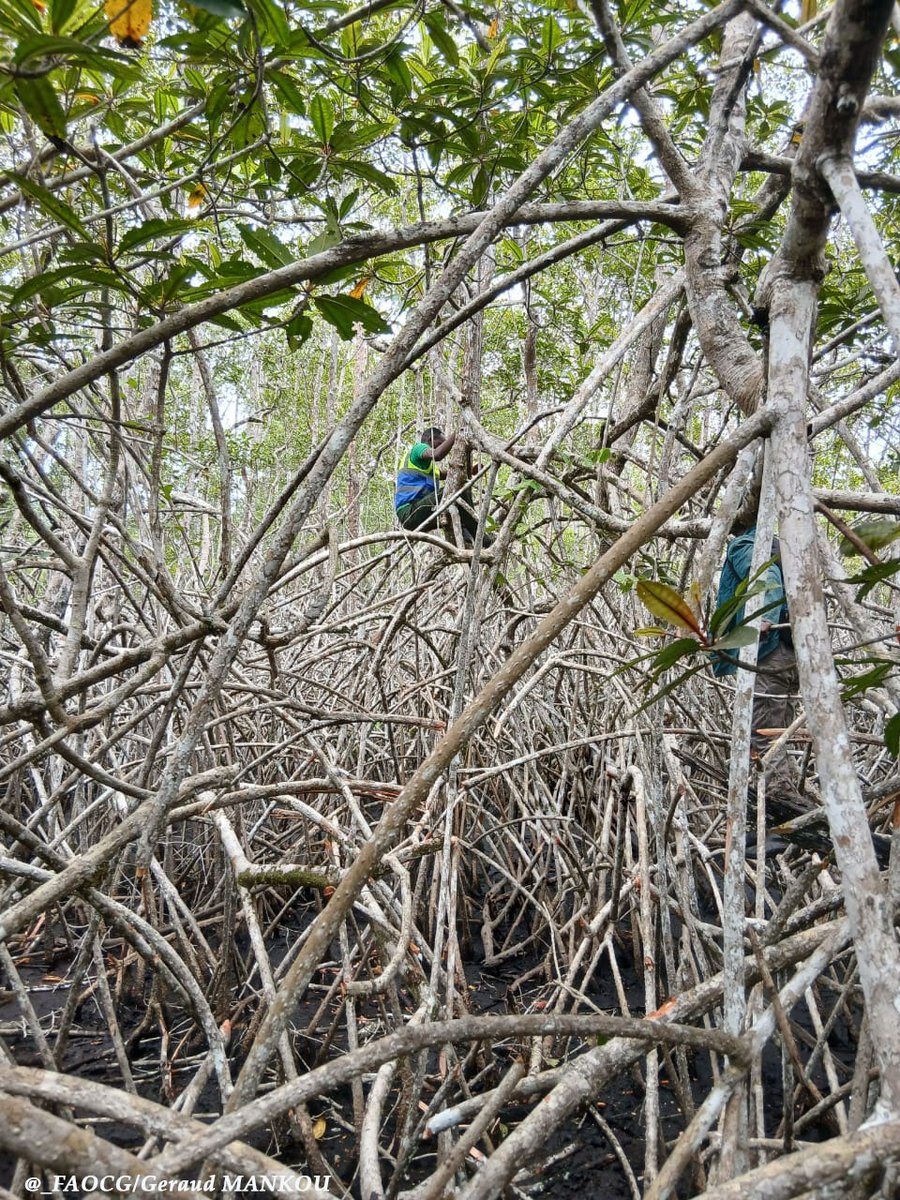 FAO en République du Congo tweet media