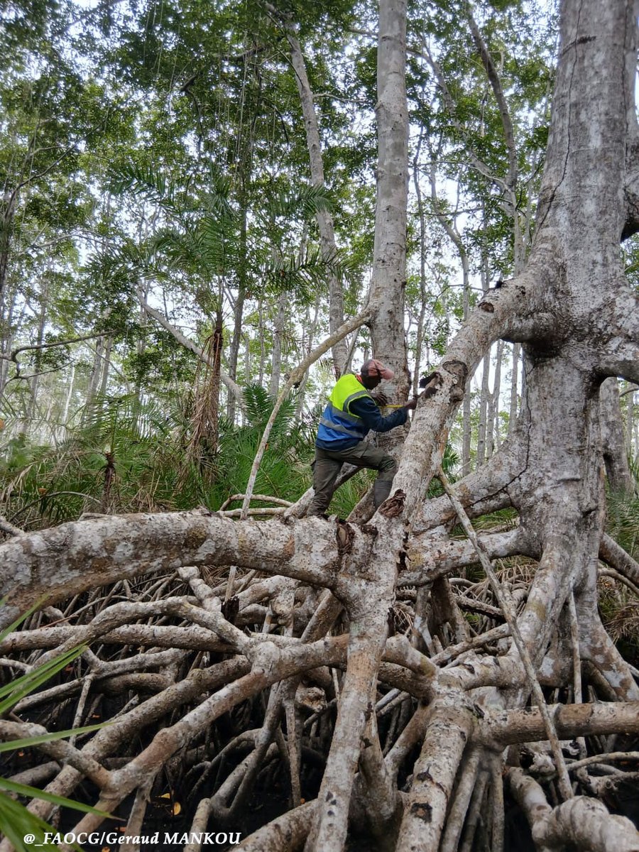 FAO en République du Congo tweet media