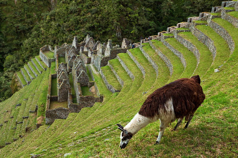 Alonso Gurmendi tweet media