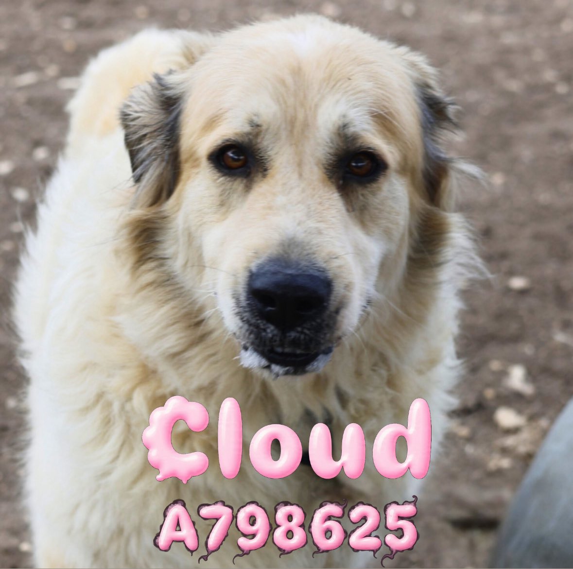 _taysmyoxygen1d's tweet image. 🆘 OWNER SURRENDERED #GREATPYRENEES DOG TO BE KILLED TODAY 3.20 BY #SANANTONIO ACS #TEXAS‼️

CLOUD ☁️ #A798625 4yo
Reportedly not social with children &amp;amp; dogs out of yard. 
She enjoys treats &amp;amp; walks well on leash, pulling intermittently.
Seems dog friendly.
small 🍇 mass on R hip