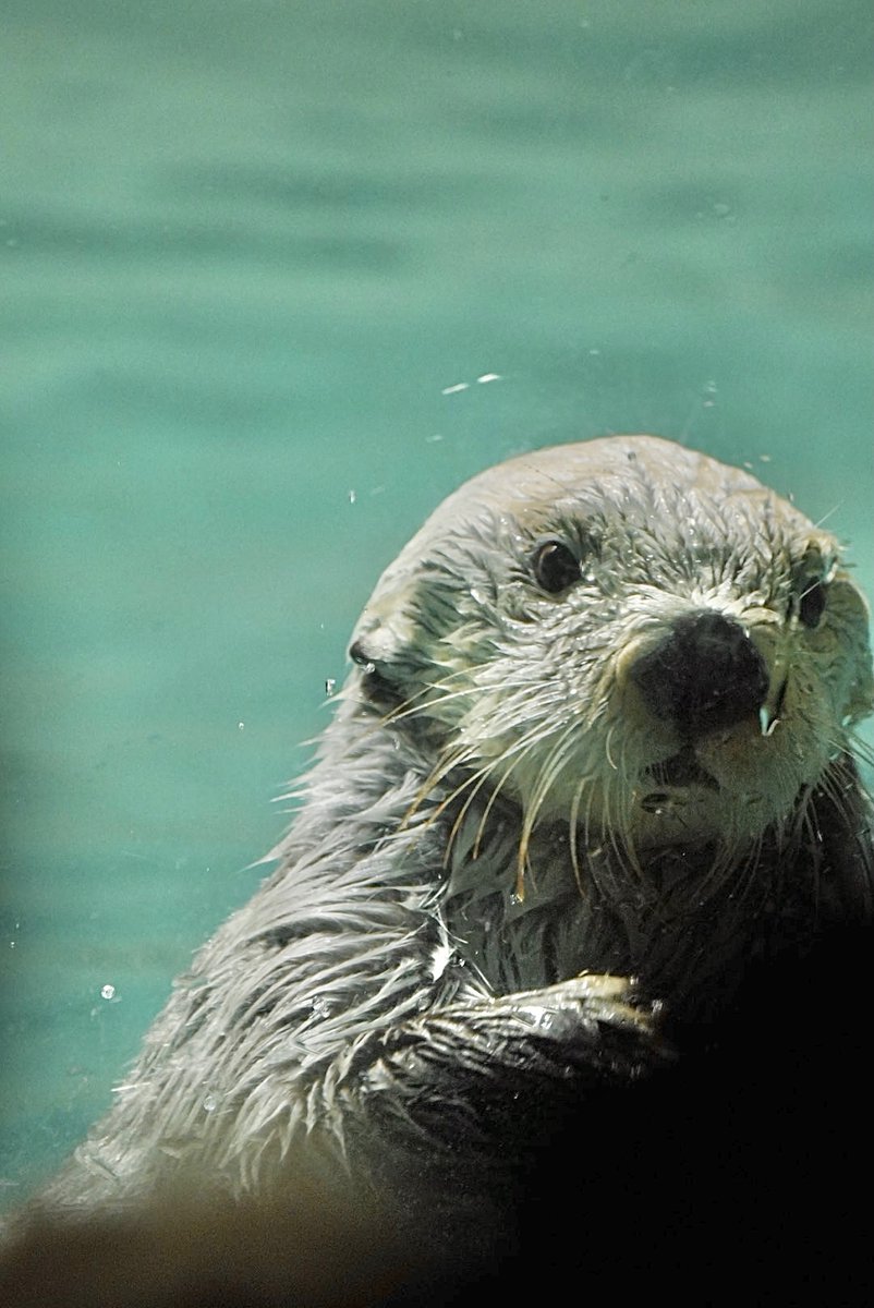 Masuda〜水族館巡り〜 tweet media