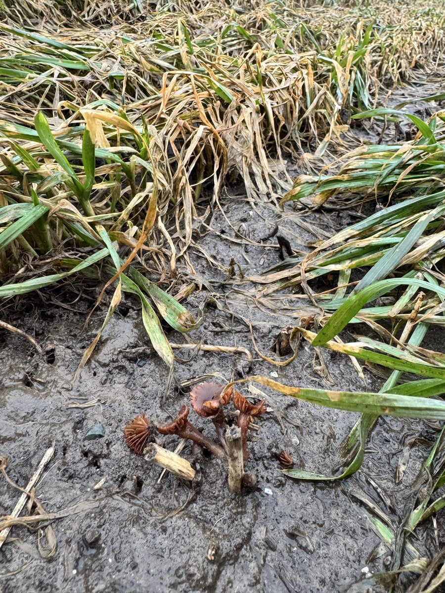 Kim Lawlor tweet media