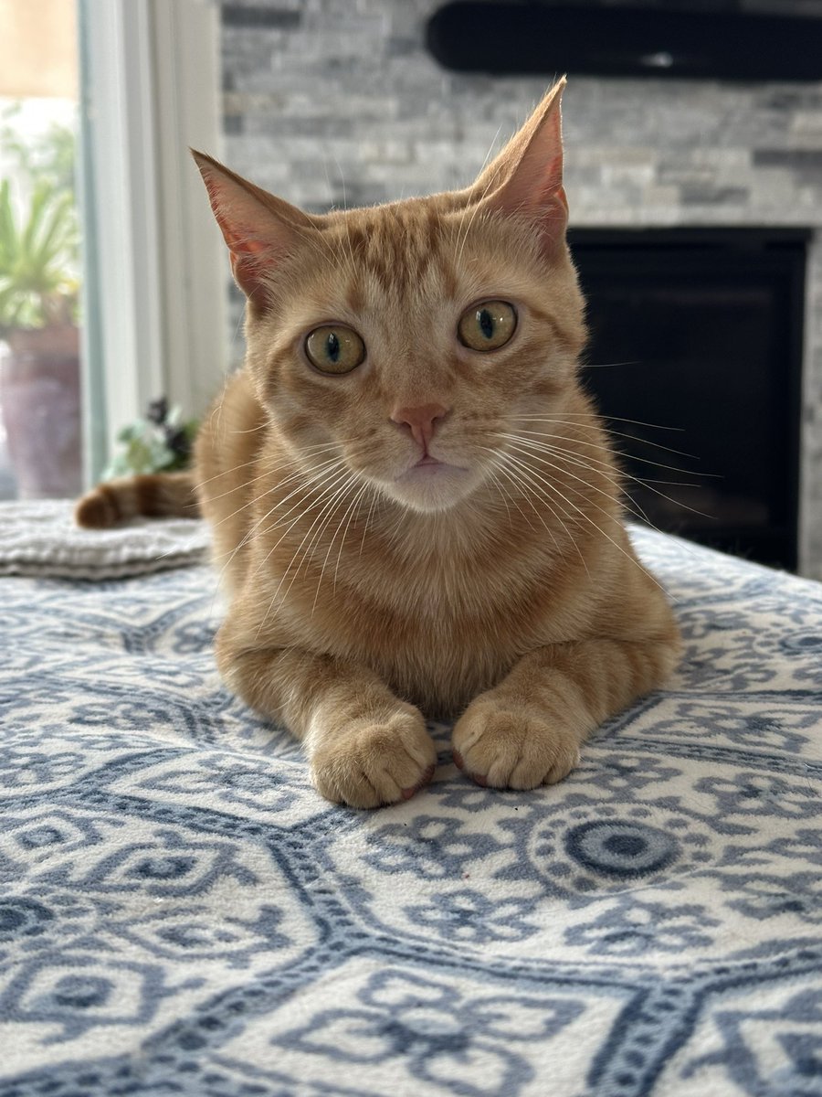 ex-bisexual tweet media