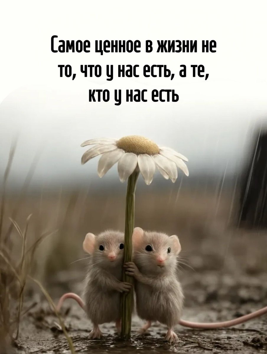 Анатолий tweet media