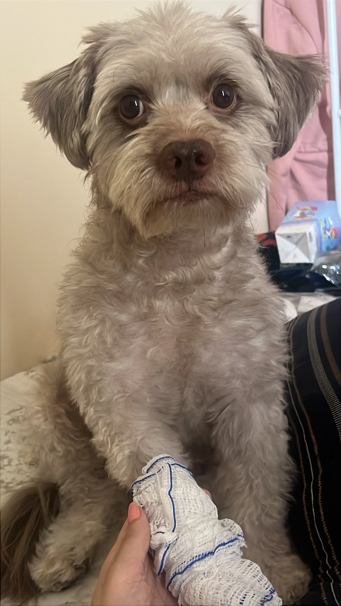 𝒴uyu do eevin .ᐟ ໒꒰՞ ܸ. .ܸ՞꒱ა tweet media